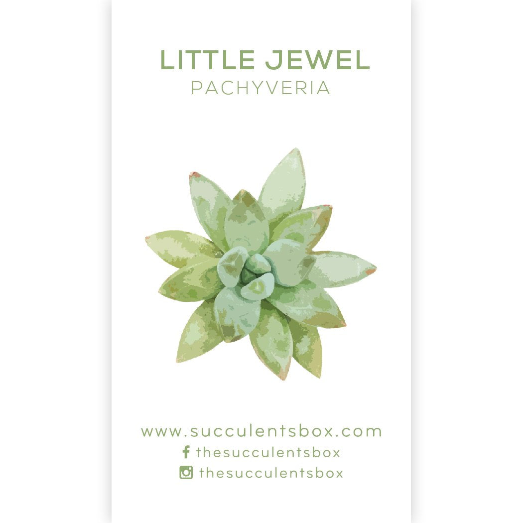 succulent studios care cards Succulent Care Cards: Rare & Unusual Succulent ID Cards