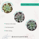 How to care for Pachyveria Little Jewel Succulent, How to make your succulent pink, How to change succulent color, How to make Pachyveria Little Jewel turn purple, Succulent turning purple, How to make succulents change color, How to grow colorful succulents, rare succulents, rare succulents for sale, unique succulents, buy succulents online, rare succulent, succulent shop, unusual succulents, succulent store, succulents online