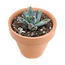 How to care for Pachyveria Little Jewel Succulent, How to make your succulent pink, How to change succulent color, How to make Pachyveria Little Jewel turn purple, Succulent turning purple, How to make succulents change color, How to grow colorful succulents, rare succulents, rare succulents for sale, unique succulents, buy succulents online, rare succulent, succulent shop, unusual succulents, succulent store, succulents online