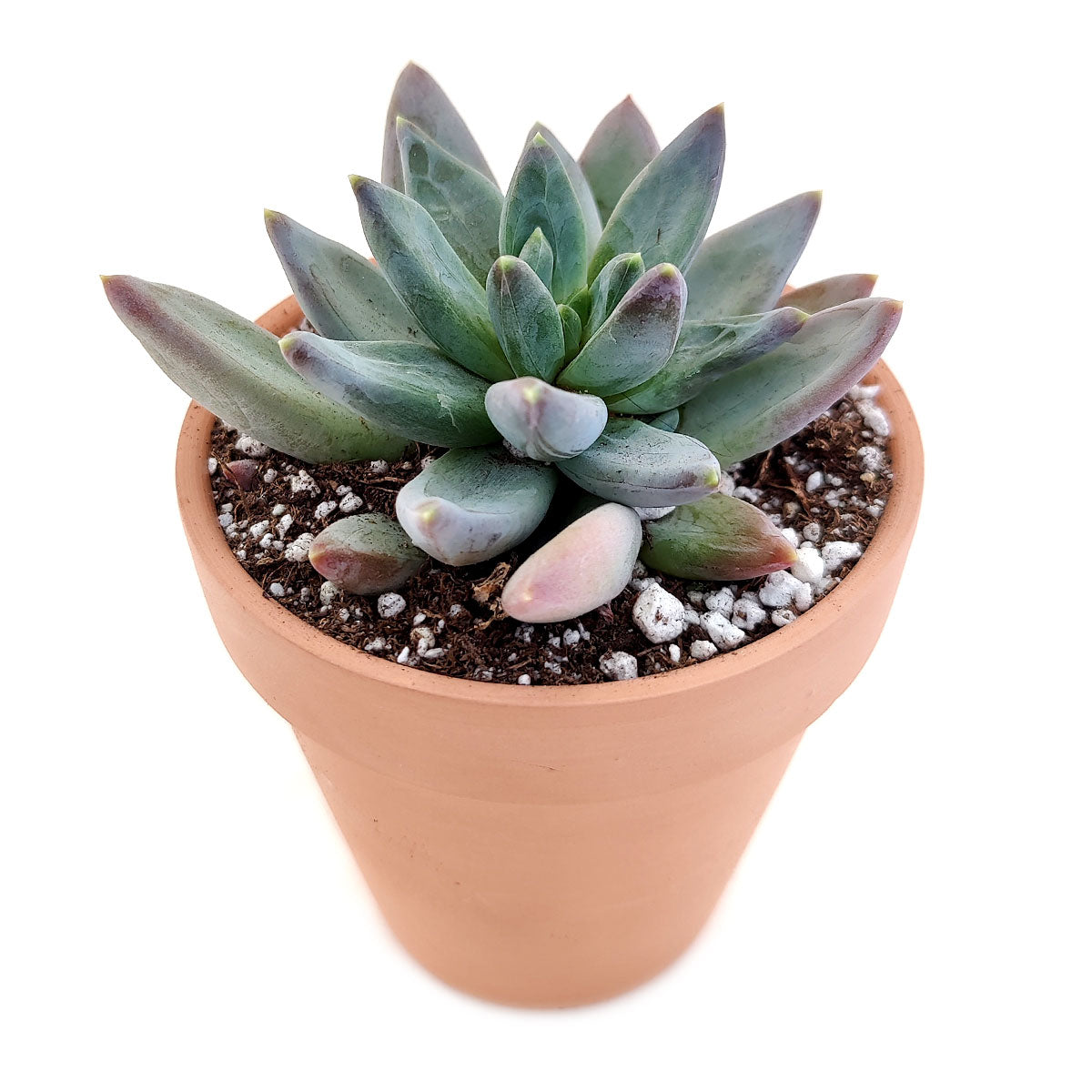 leucadia succulents Pachyveria Little Jewel Glauca Succulent