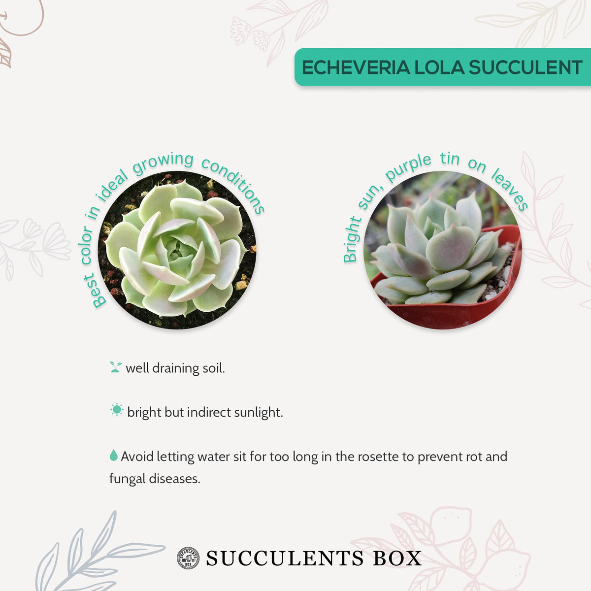 How to care for Echeveria Lola Succulent, How to make your succulent pink, How to change succulent color, How to make Echeveria Lola turn purple, Succulent turning purple, How to make succulents change color, How to grow colorful succulents, echeveria, echeveria succulent, echeveria types, succulent echeveria, buy succulents online, succulent shop, succulent store, echeveria plant,  indoor succulents