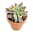 Aeonium Arboreum Luteovariegatum, succulents shop in California, Rare succulents, succulents store in CA, succulent care, monthly succulents, indoor succulents, how to grow succulents, Succulents shop near me, Aeonium Arboreum Luteovariegatum in California, How to grow Aeonium Arboreum Luteovariegatum
