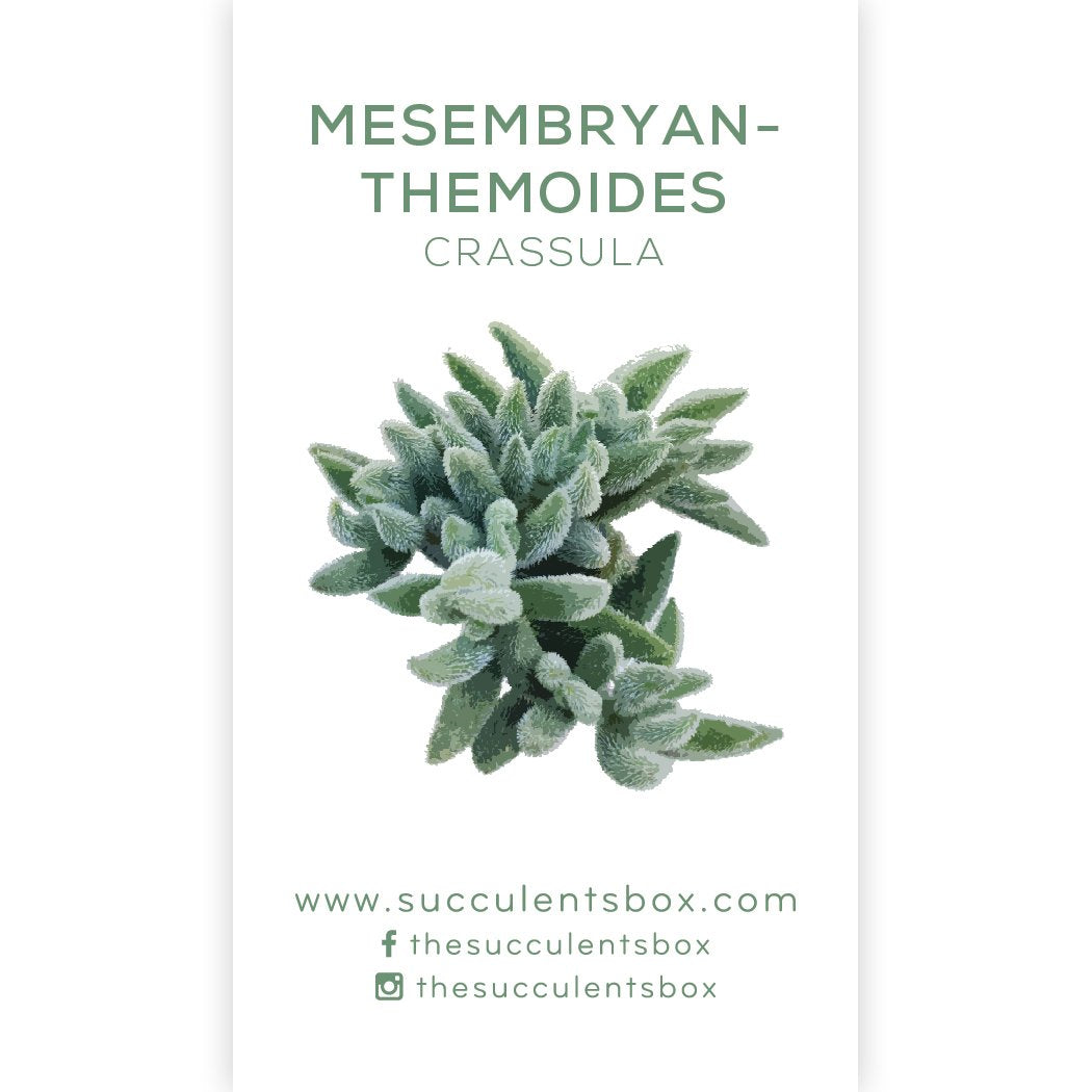 identification identify succulent plants Cotyledon Succulent ID Cards
