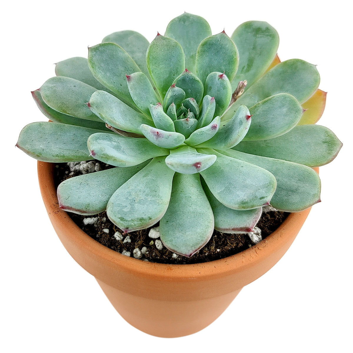 mini me succulent Echeveria Minima Blue Rosette Succulent For Sale 2 inch / White Modern Pot by Succulents Box