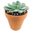 Echeveria Minima for sale, Rare succulents, succulent care, succulent subscription, Succulents shop near me, succulents store in CA, succulents garden, Echeveria Minima Blue Rosette in California, How to grow Echeveria Minima Blue Rosette, Succulents for thanksgiving, Thanksgiving succulents gift, Easter succulents idea, echeveria, echeveria succulent, echeveria types, succulent echeveria, buy succulents online, succulent shop, succulent store, echeveria plant, indoor succulents