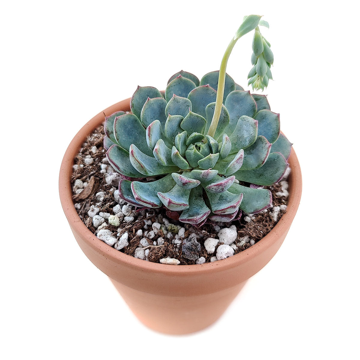 Echeveria Minima for sale, Rare succulents, succulent care, succulent subscription, Succulents shop near me, succulents store in CA, succulents garden, Echeveria Minima Blue Rosette in California, How to grow Echeveria Minima Blue Rosette, Succulents for thanksgiving, Thanksgiving succulents gift, Easter succulents idea, echeveria, echeveria succulent, echeveria types, succulent echeveria, buy succulents online, succulent shop, succulent store, echeveria plant, indoor succulents