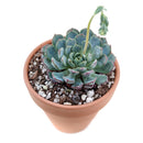 Echeveria Minima for sale, Rare succulents, succulent care, succulent subscription, Succulents shop near me, succulents store in CA, succulents garden, Echeveria Minima Blue Rosette in California, How to grow Echeveria Minima Blue Rosette, Succulents for thanksgiving, Thanksgiving succulents gift, Easter succulents idea, echeveria, echeveria succulent, echeveria types, succulent echeveria, buy succulents online, succulent shop, succulent store, echeveria plant, indoor succulents