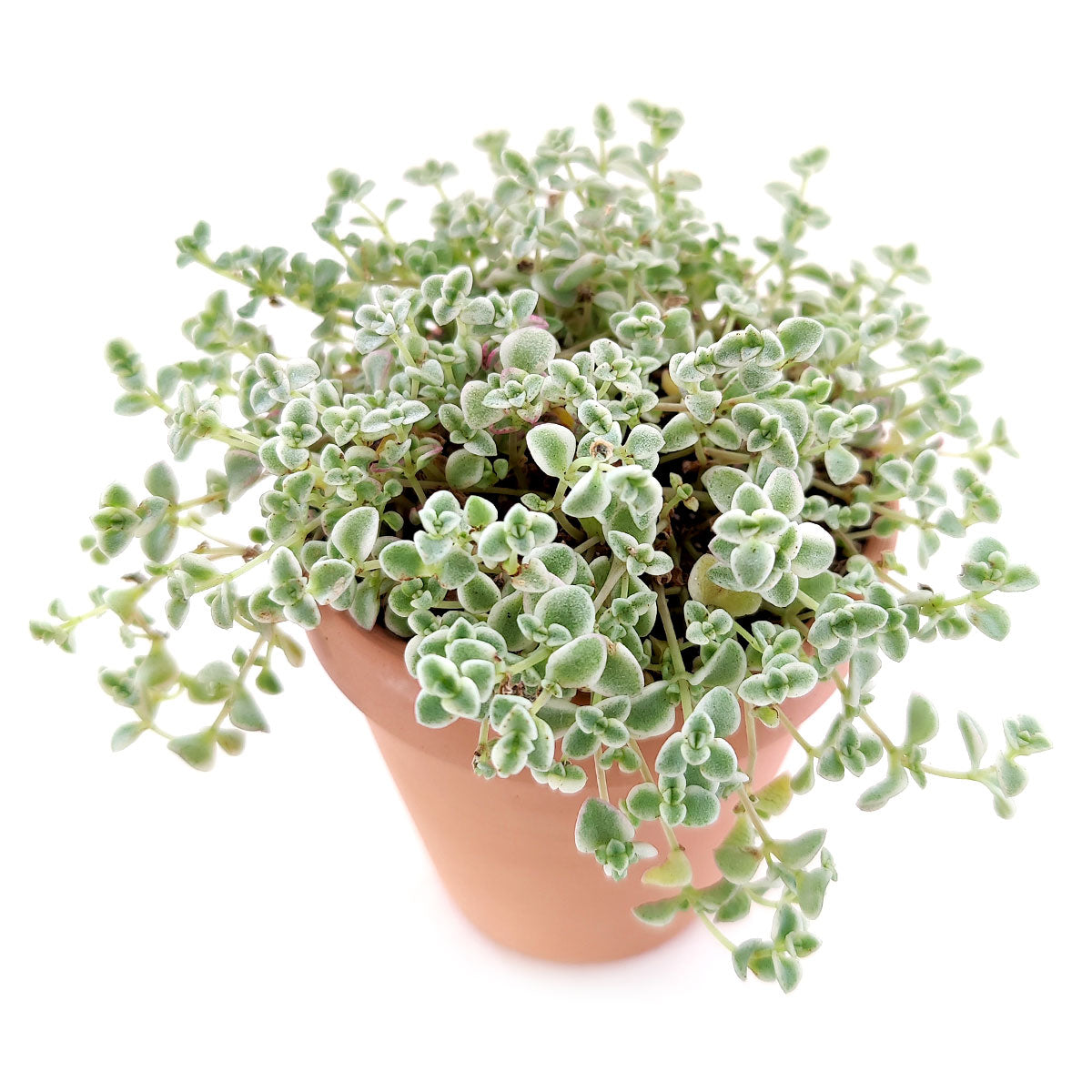 trailing sedum succulents Sedum Little Missy Succulent 2 inch by Succulents Box