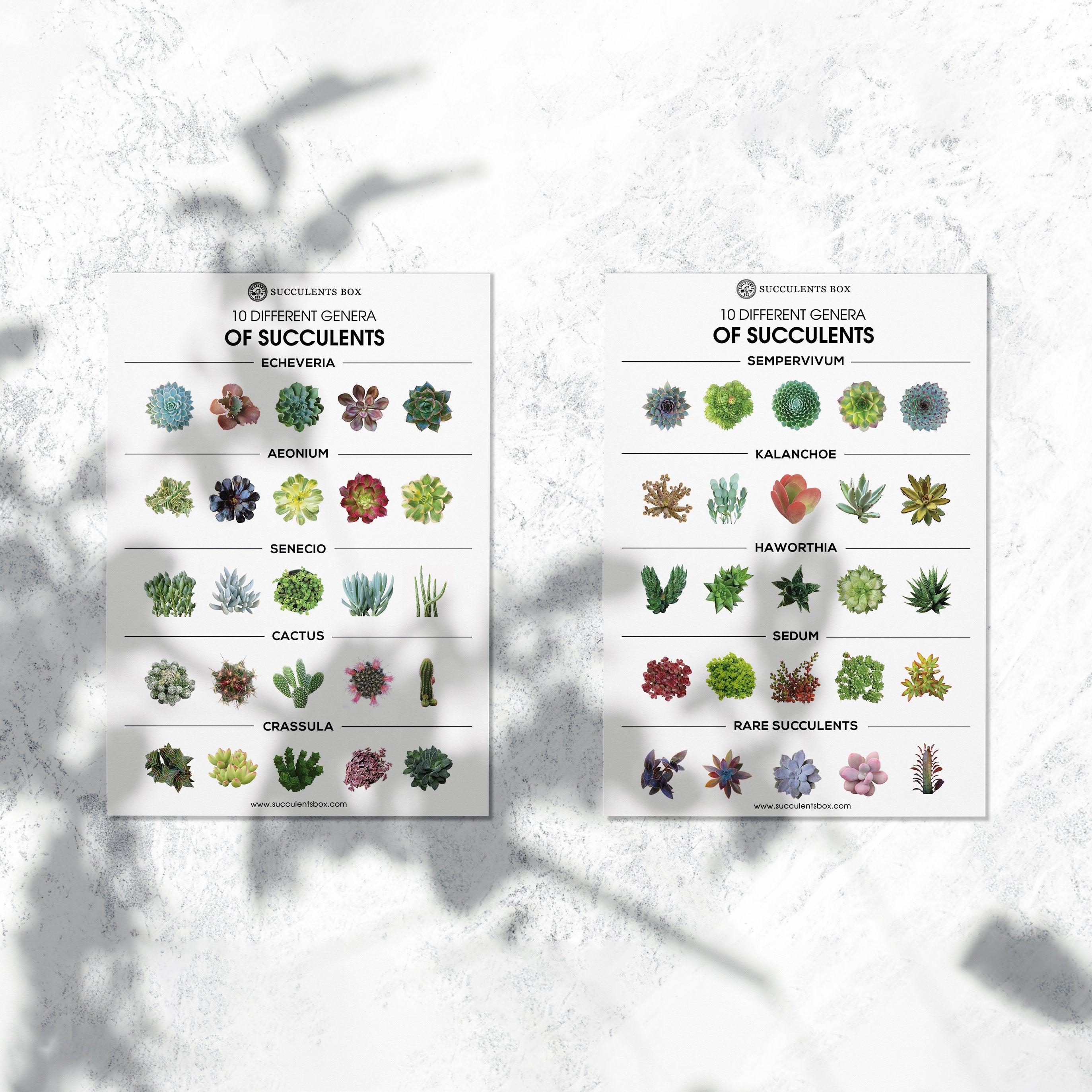genus of succulents Succulent Genera Card