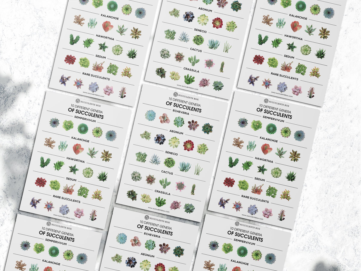 Succulent Postcards for sale, Cute Plant Postcards for sale, Cactus Postcard for sale, Succulent Gift Ideas for any Occasion, Gifts for Succulent Lovers, Succulents for Beginners, Succulents for sale, Succulents Shop in California, How to identify Succulent Plants