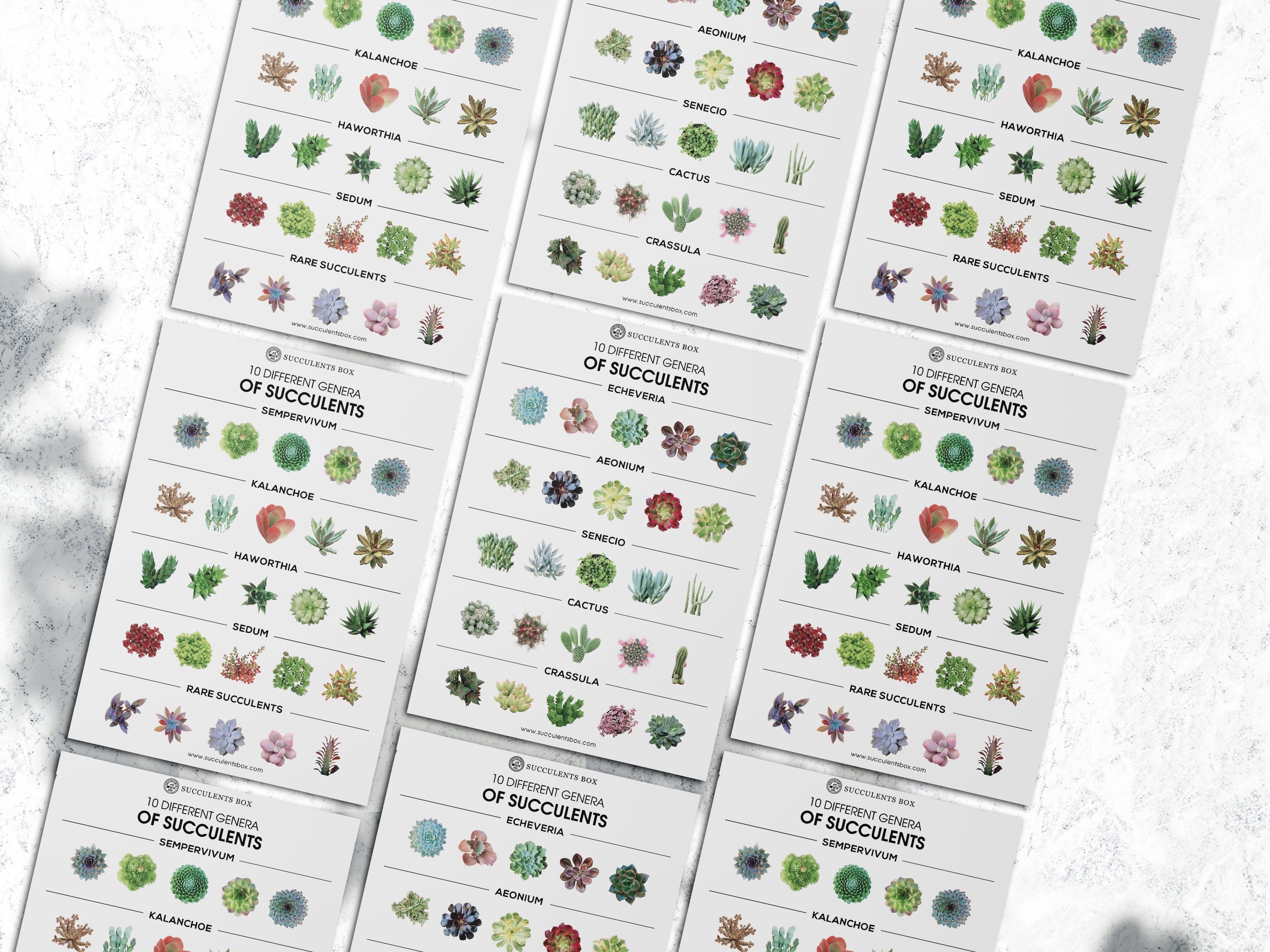 rare succulents list Succulent Genera Card
