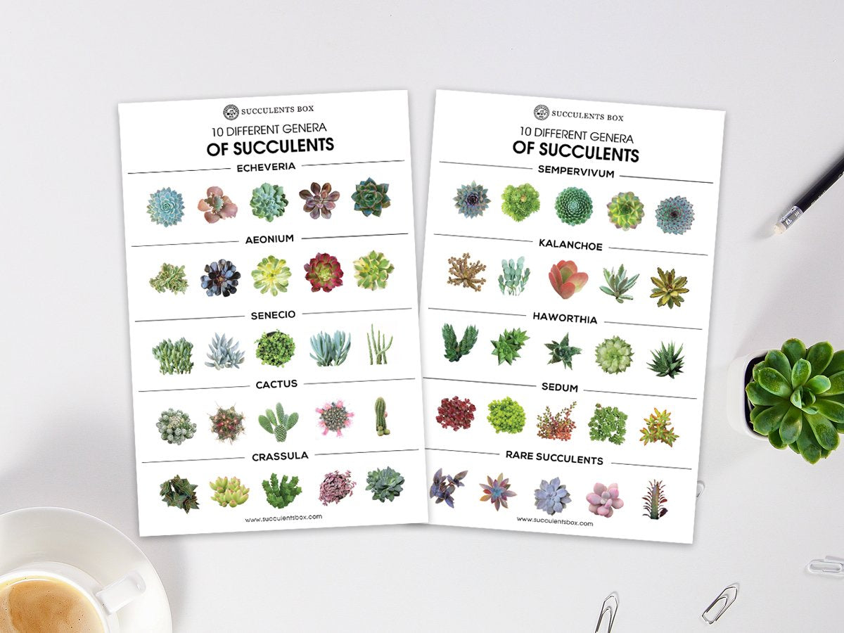 succulent postcards Succulent Genera Card