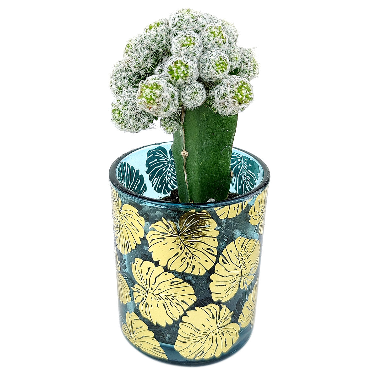 Pot for sale, Mini pot for succulent, Succulent pot decor ideas, Monstera Pot, Flower pot for sale, glass pots for planting, succulent gift for holiday