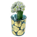 Pot for sale, Mini pot for succulent, Succulent pot decor ideas, Monstera Pot, Flower pot for sale, glass pots for planting, succulent gift for holiday