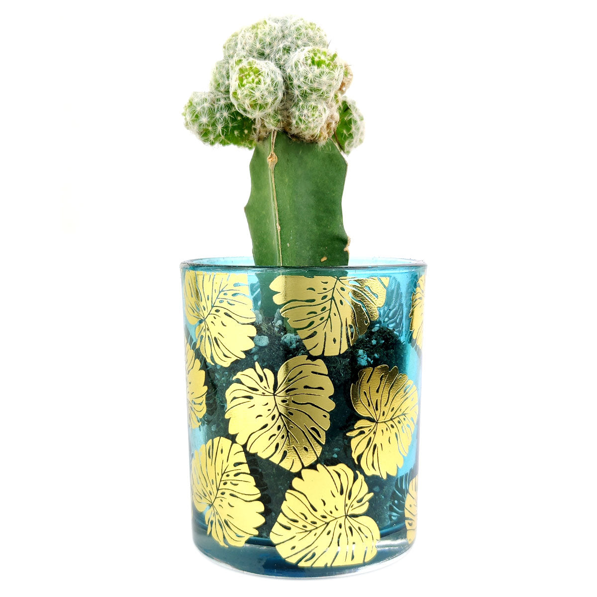 Pot for sale, Mini pot for succulent, Succulent pot decor ideas, Monstera Pot, Flower pot for sale, glass pots for planting, succulent gift for holiday