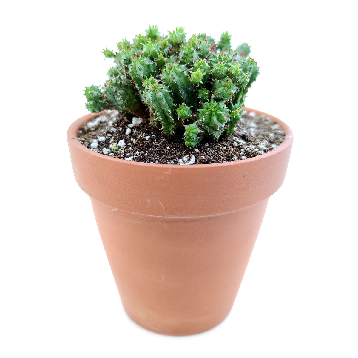 euphorbia monstrose succulent Euphorbia Monstrose Succulent