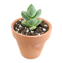 How to grow Crassula Moonglow, crassula, crassula plant, crassula succulent, crassula types, crassula varieties, types of crassula, crassula species, crassulas, succulent crassula