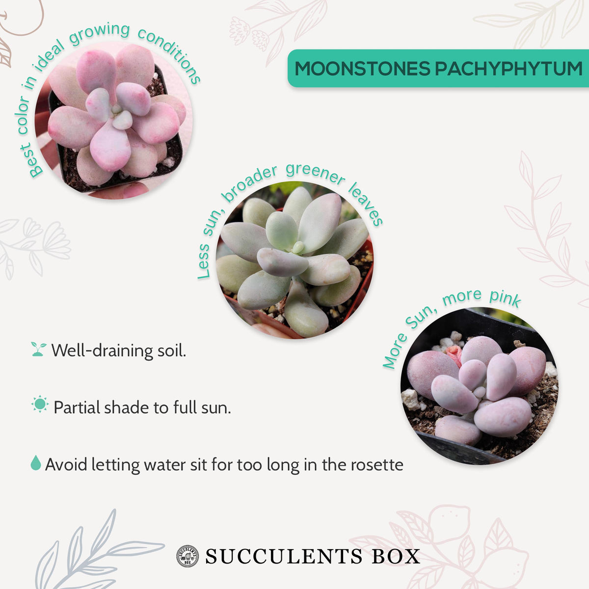 How to care for Moonstones Pachyphytum Succulent, How to make your succulent pink, How to change succulent color, How to make Moonstones Pachyphytum turn pink, Succulent turning pink, How to make succulents change color, How to grow colorful succulents, rare succulents, rare succulents for sale, unique succulents, buy succulents online, rare succulent, succulent shop, unusual succulents, succulent store, succulents online