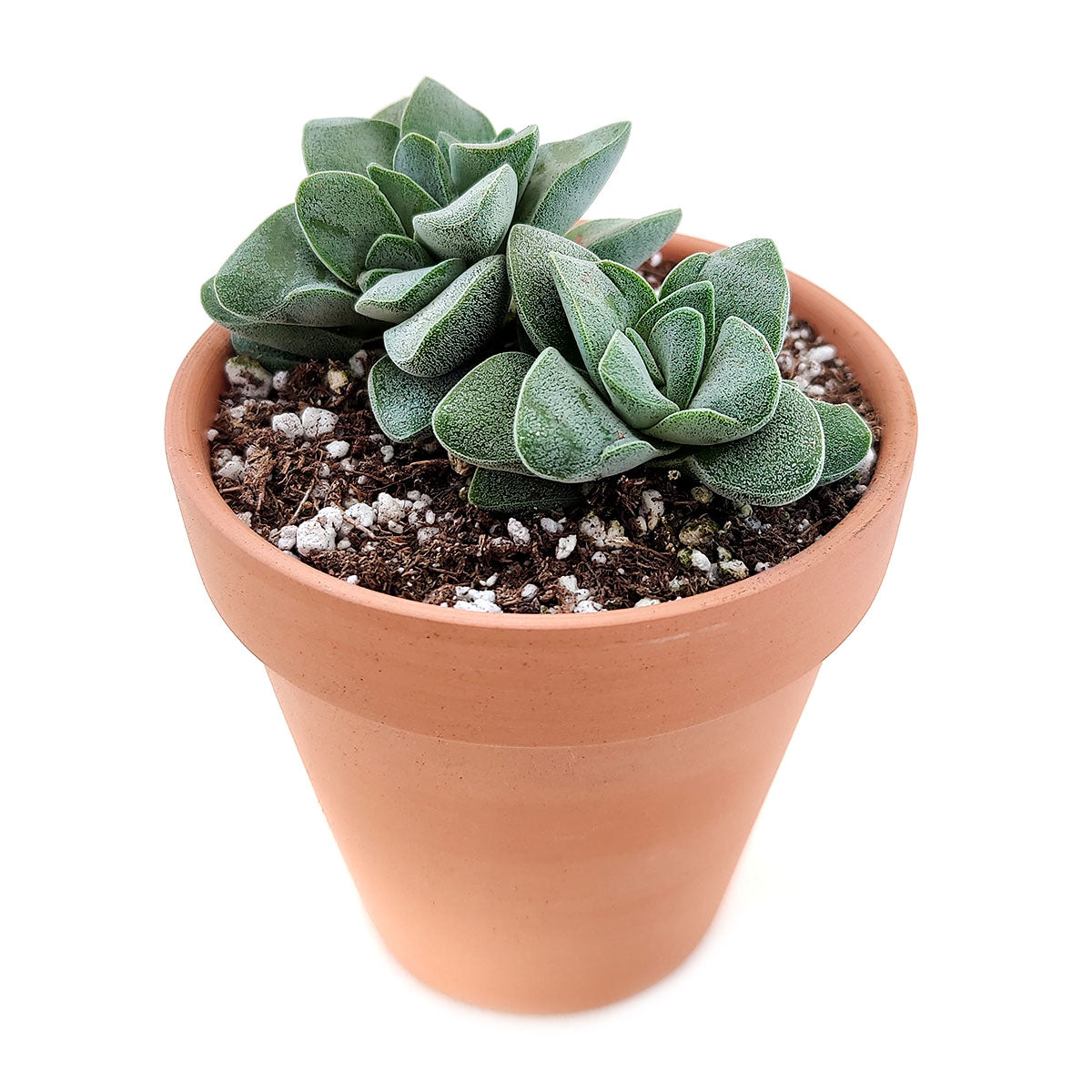morgan's beauty succulent Crassula Morgan Beauty Silver Springtime Succulents for Sale 4 inch / Plastic Pot by Succulents Box