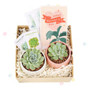 EcoFriendly Succulent Gift Box for Employee, Corporate Gift Succulents For Sale Online, Succulent Thank You Gift Ideas, Thank you gift for your staff in 2022, Customizable Gift Boxes for employees and clients, Office gift for employees, Employee appreciation day 2022 ideas, Succulent Plants for Clients &amp; Employees for sale