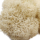 Preserved Reindeer Moss Floral Moss for sale, Garden Accessories, Miniature Garden Landscaping, DIY Terrarium Supplies, Dried Reindeer Lichen, Art Wall Decor, Florist Decor, Easter Table Decor, Terrariums, Wedding decor