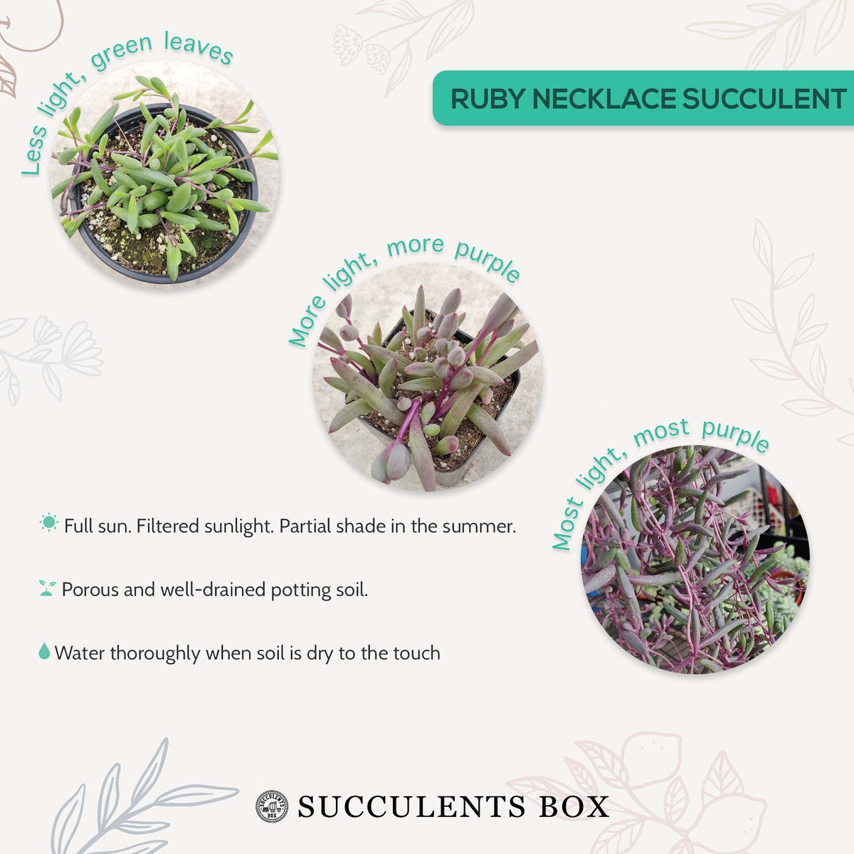 How to care for Ruby Necklace Succulent, How to make your succulent purple, How to change succulent color, How to make Ruby Necklace turn purple, Succulent turning purple, How to make succulents change color, How to grow colorful succulents
