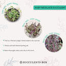 How to care for Ruby Necklace Succulent, How to make your succulent purple, How to change succulent color, How to make Ruby Necklace turn purple, Succulent turning purple, How to make succulents change color, How to grow colorful succulents