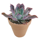 Easter succulents idea, Growing succulents for thanksgiving, echeveria, echeveria succulent, echeveria types, succulent echeveria, buy succulents online, succulent shop, succulent store, echeveria plant, indoor succulents