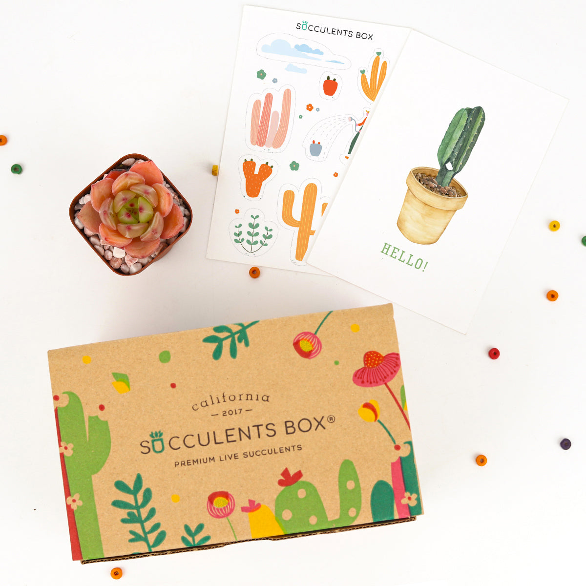 Office gift for employees, Employee appreciation day 2022 ideas, Succulent Plants for Clients &amp; Employees for sale