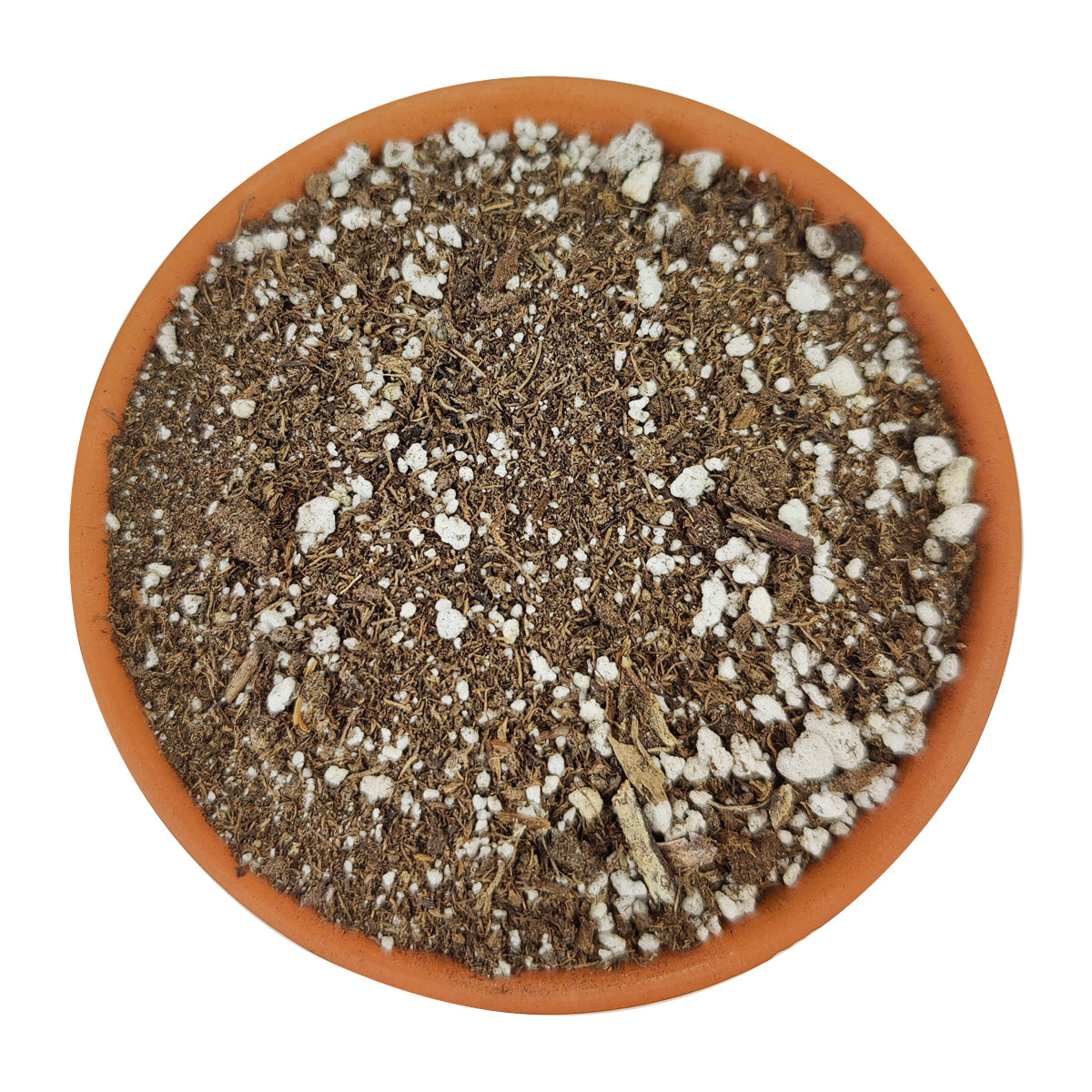 where to buy succulent potting soil Succulent Potting Soil