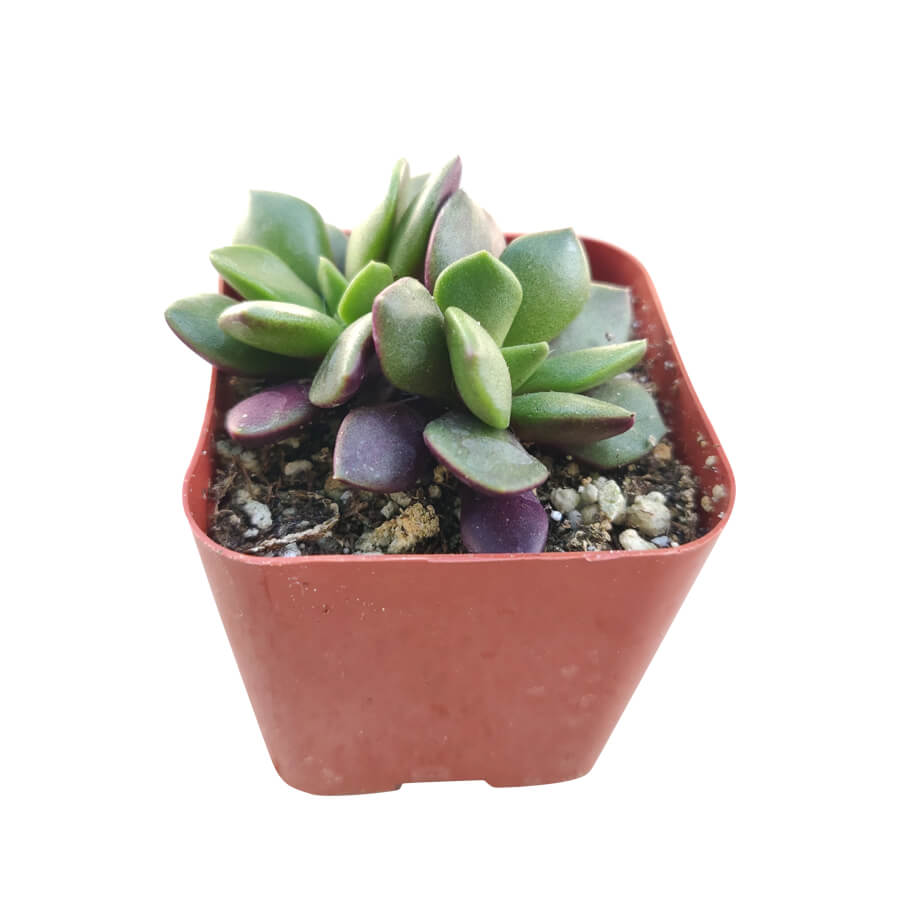Anacampseros Telephiastrum Succulent Plant for sale, How to care for Anacampseros Telephiastrum, Growing for Anacampseros Telephiastrum, Succulent Gift Box Ideas, Succulent wedding favor,  anacampseros telephiastrum variegata