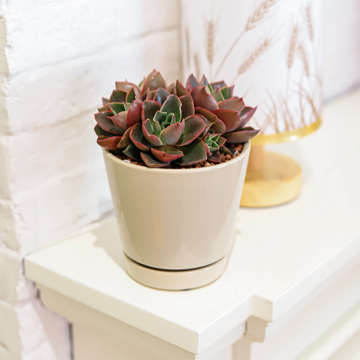 medium pots for succulents Oatmeal Color Minimalist Pot with Saucer | Pot for Houseplants
