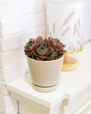 Oatmeal color pot pack, modern pot for houseplants and succulents, minimalist pot with drainage hole and saucer