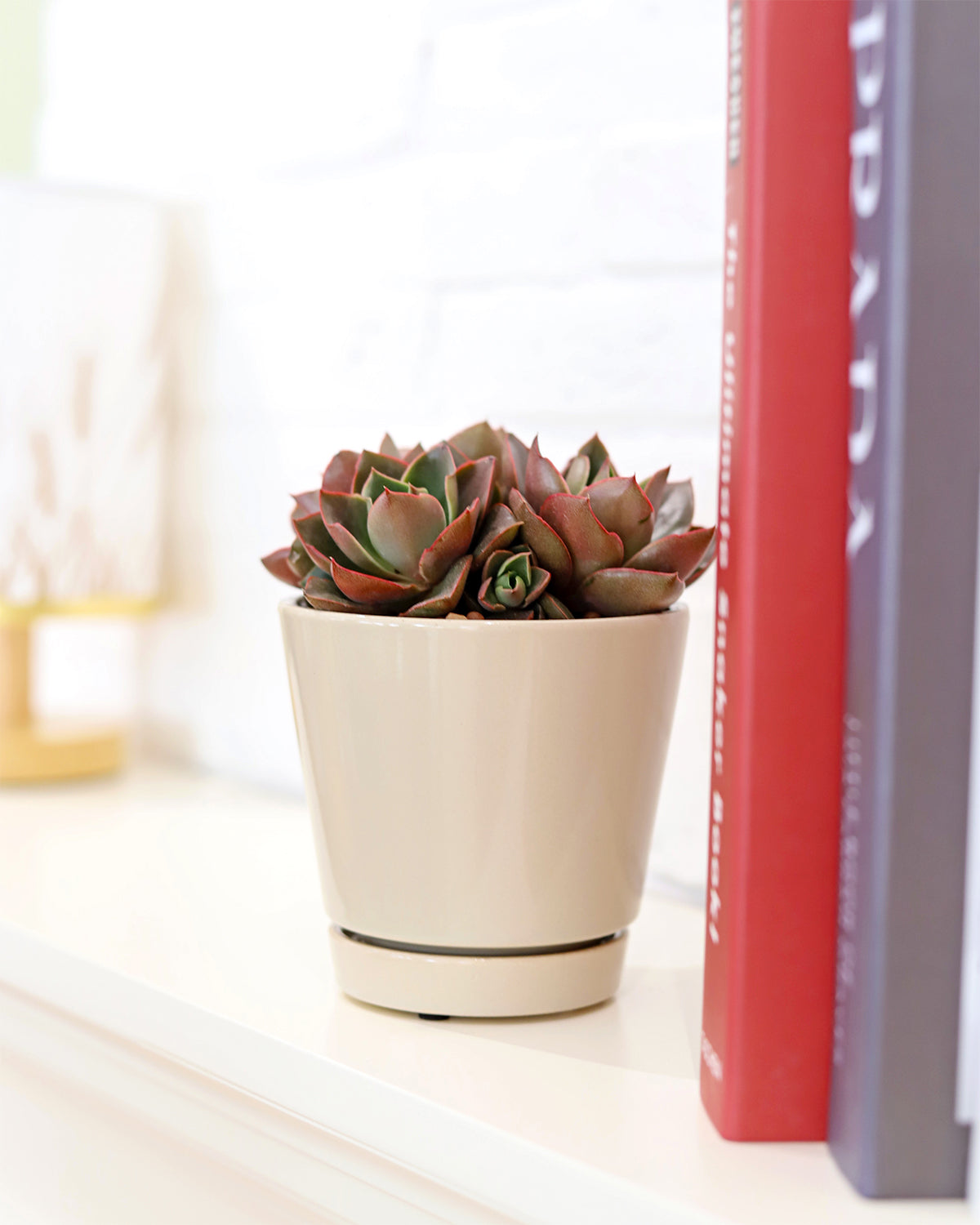 plant pot set for houseplant, ceramic pot set with saucer for sale, oatmeal ceramic pot with drainage hole