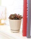 Oatmeal color pot pack, modern pot for houseplants and succulents, minimalist pot with drainage hole and saucer