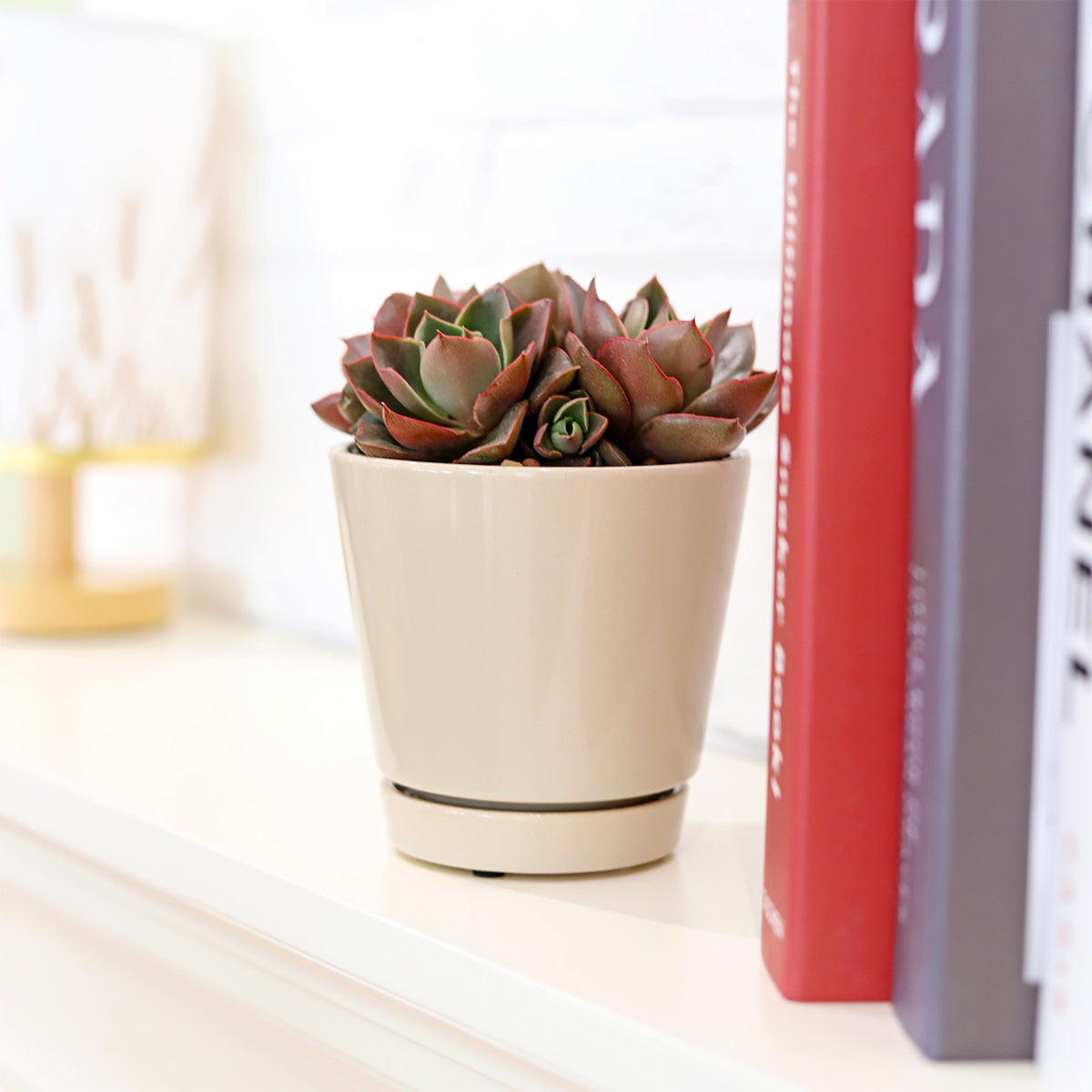 small indoor plant pots with saucers Oatmeal Color Minimalist Pot with Saucer | Pot for Houseplants