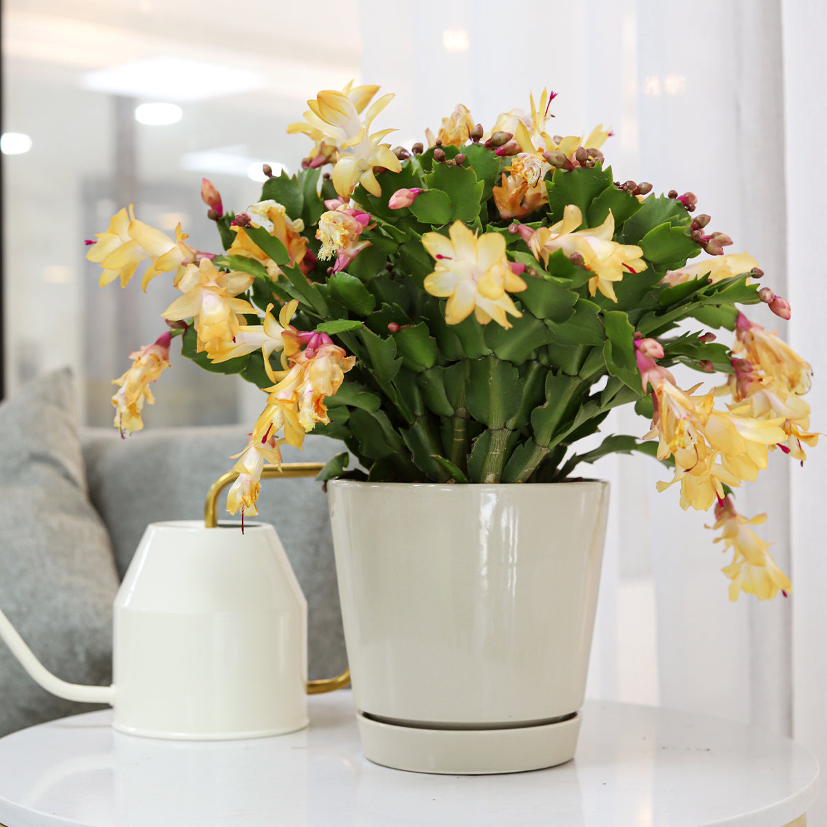 Yellow Christmas Cactus, pot for home office decoration, 4 inch oatmeal minimalist pot with saucer, pot with saucer and drainage hole, pot for home office decoration