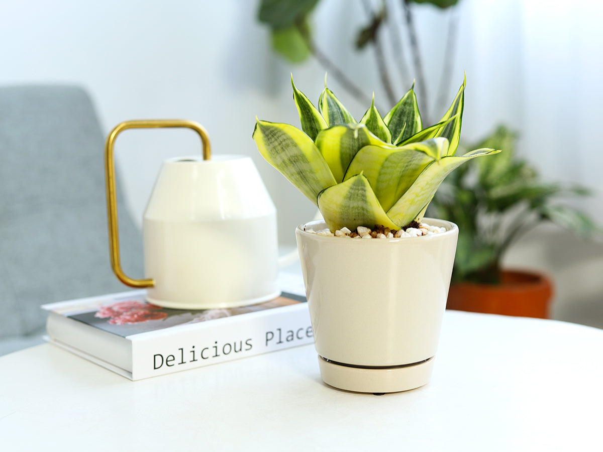plant pots for office Pack of 3 Oatmeal Ceramic Pots, Minimalist Plant Pots for Home Office Decor