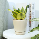 Oatmeal color pot pack, modern pot for houseplants and succulents, minimalist pot with drainage hole and saucer