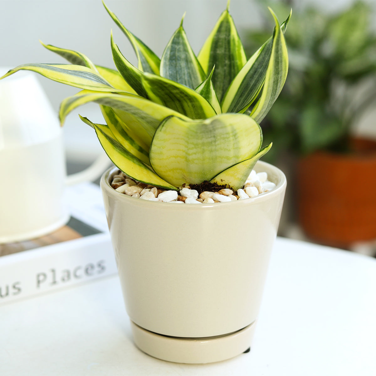 4 inch oatmeal minimalist ceramic pot with saucer, pot for home office decoration, Sansevieria Snake Plant, pot with saucer and drainage hole