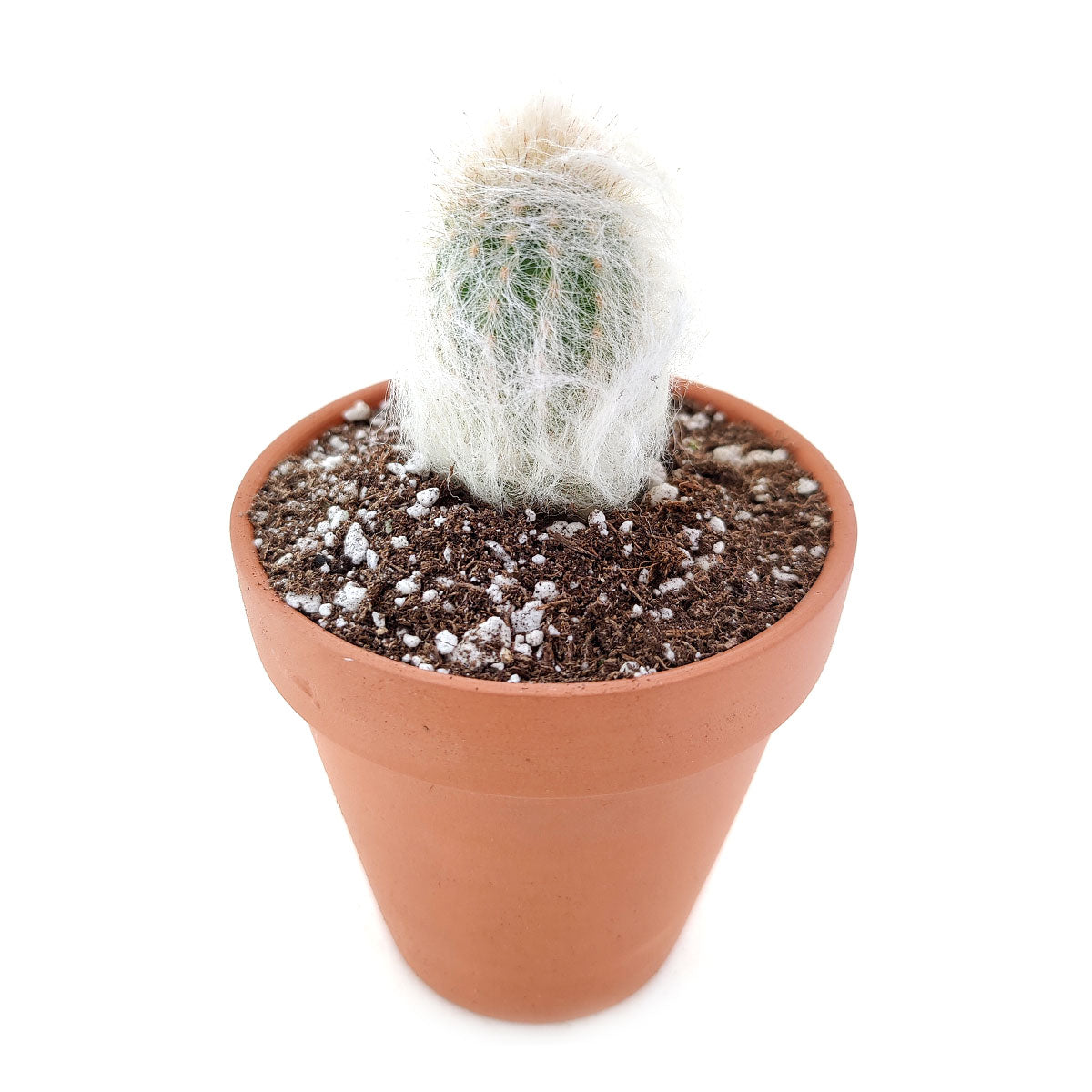 peruvian succulents Peruvian Old Man Cactus - Espostoa Lanata - Unique Funny Cactus Gift Ideas