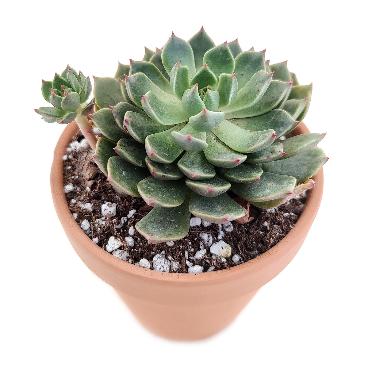 genovia succulent Graptoveria Olivia Echeveria Olivia Succulent Plant for Sale 2 inch / White Modern Pot by Succulents Box