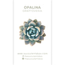 Others / Unusual Succulent ID Cards