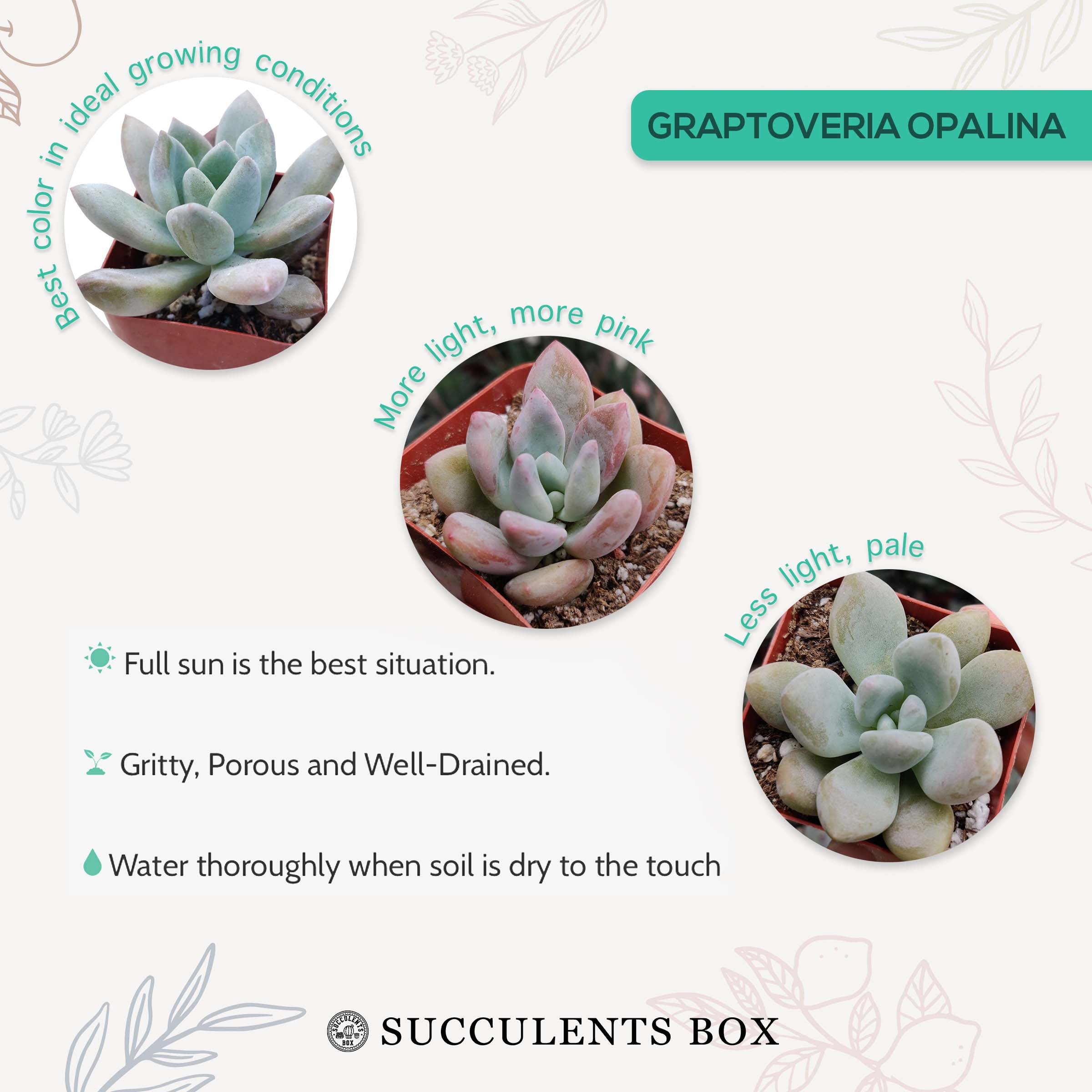 succulent opalina RARE Graptoveria Opalina Purple Gem Succulent with Care Guide 2 inch / Bamboo Pot by Succulents Box