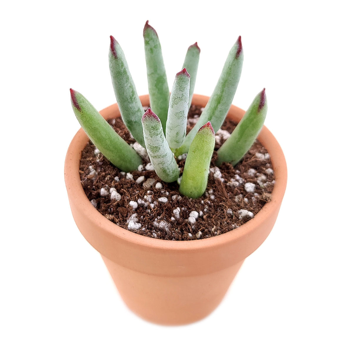 Cotyledon orbiculata var. flanaganii, succulent care tips, indoor succulents, monthly succulents, Succulents, succulent care guide, Succulents shop near me, succulents shop in California, succulent subscription, Cotyledon orbiculata in California, How to grow Cotyledon orbiculata