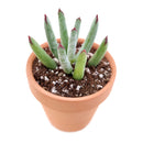 Succulents shop near me, succulents shop in California, succulent subscription, Cotyledon orbiculata in California, How to grow Cotyledon orbiculata