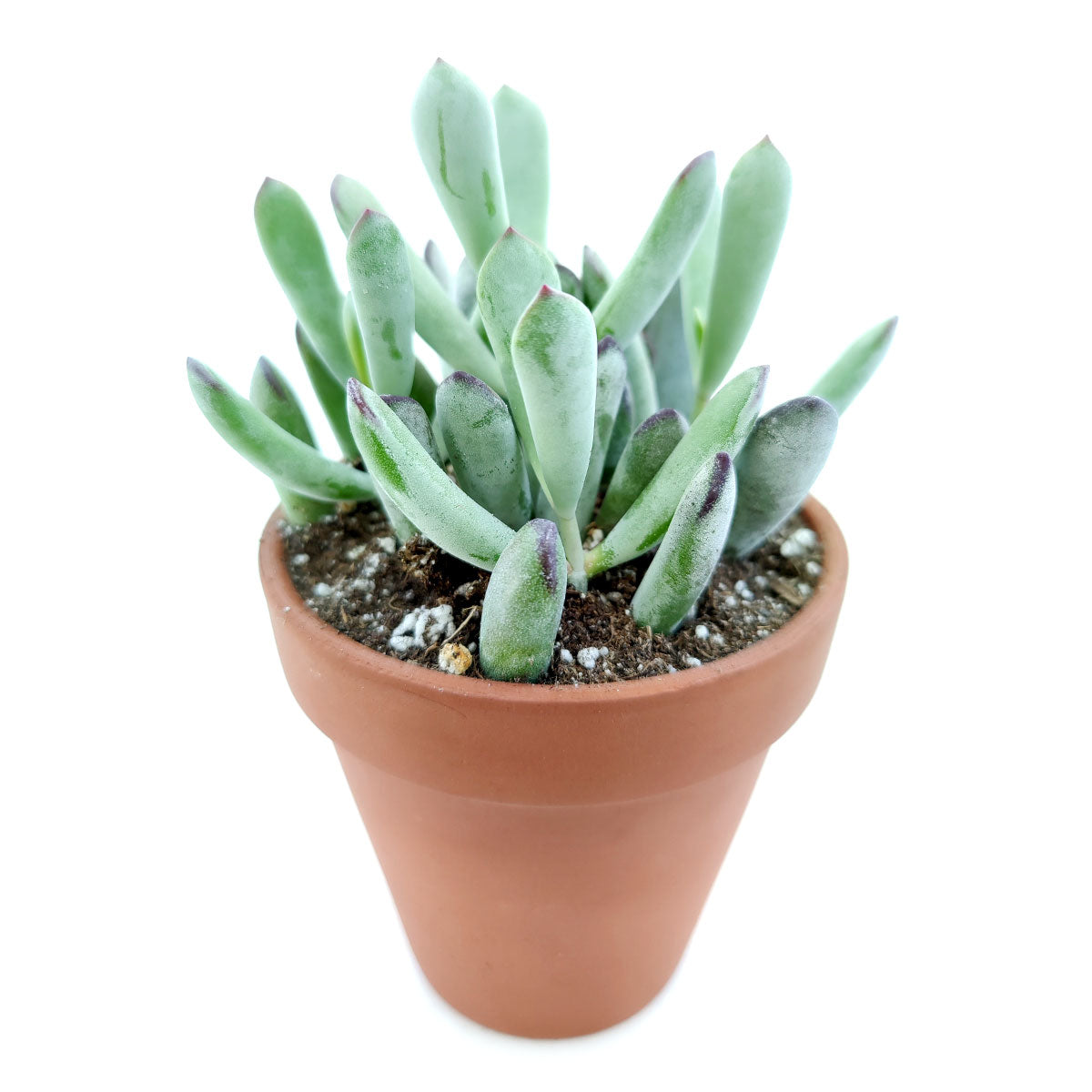 Cotyledon orbiculata var. flanaganii, succulent care tips, indoor succulents, monthly succulents, Succulents, succulent care guide, Succulents shop near me, succulents shop in California, succulent subscription, Cotyledon orbiculata in California, How to grow Cotyledon orbiculata