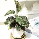 6 inch houseplants, indoor plants for sale, buy houseplants online, plant shops in ca