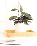 6 inch houseplants, indoor plants for sale, buy houseplants online, plant shops in ca