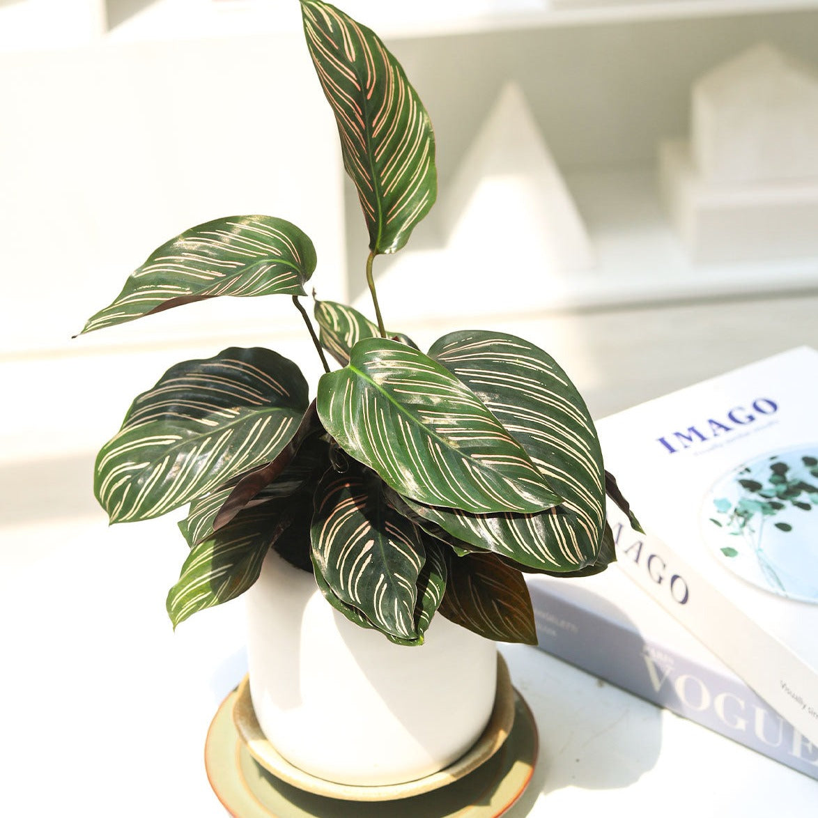 Calathea Ornata, Calathea Pinstripe, how to care for Calathea Ornata, colorful houseplant, houseplant gift ideas